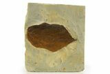 Fossil Leaf (Beringiaphyllum) - Montana #327220-1